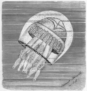 Barrel jellyfish