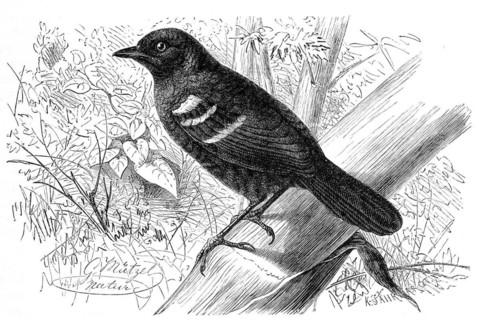 Bird