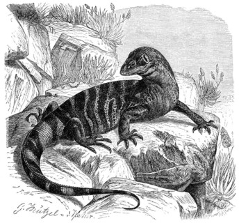 Rock monitor