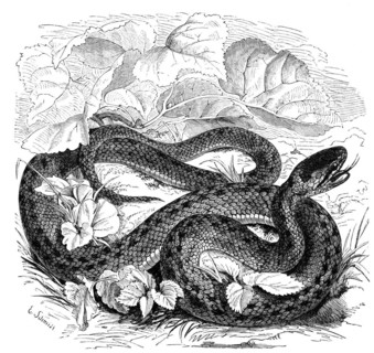 Reptiles
