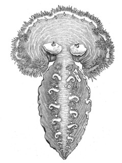 Veil snail