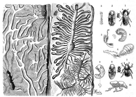 Insects