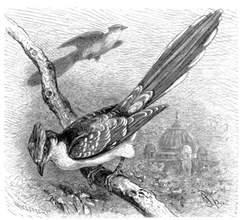 Bird