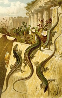 Wall lizard