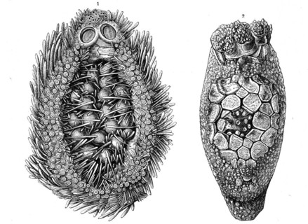 1st breast pocket of Hemiaster Philippii