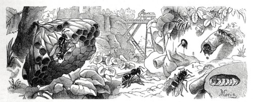 Insects