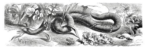 Insects