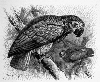 Bird