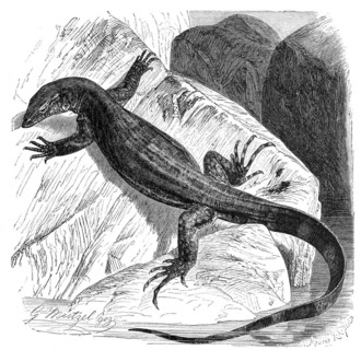 Nile monitor
