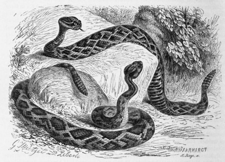 Reptiles