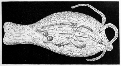 Phylliroe bucephala