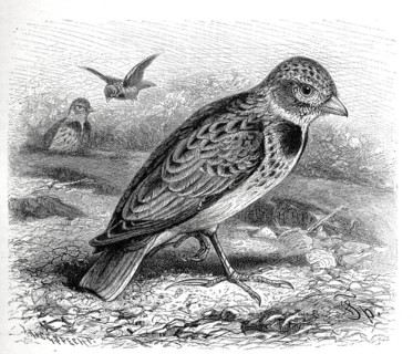 Bird