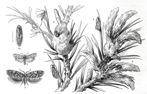 Insects
