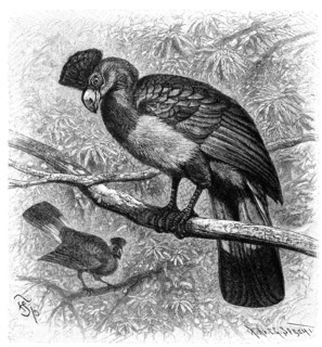 Bird