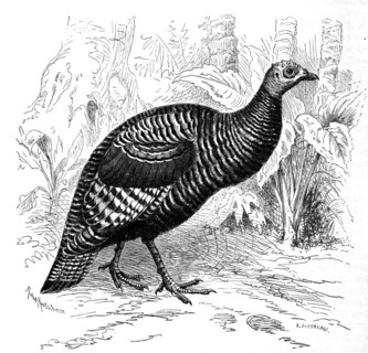 Bird
