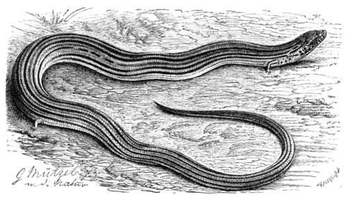 Italian archworm