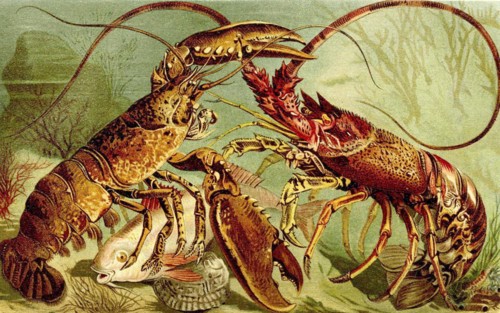 European crayfish
