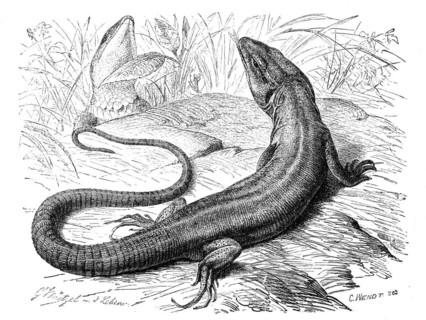 European green lizard