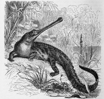 Reptiles