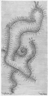 Syllis ramosa