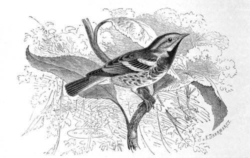 Bird