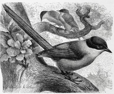 Bird