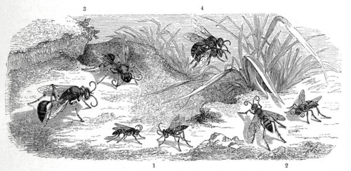 Insects