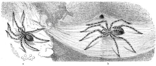 Insects