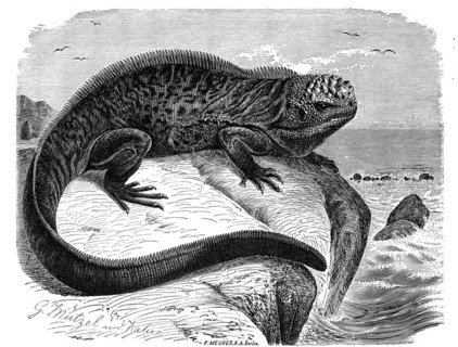 Marine iguana