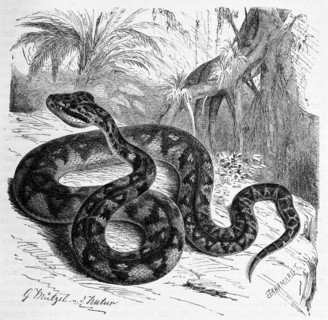 Reptiles