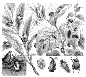 Insects