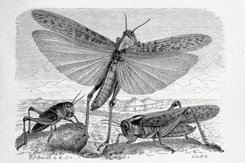 Insects