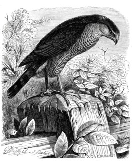 Bird