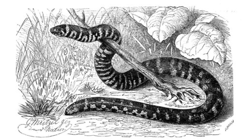 Reptiles