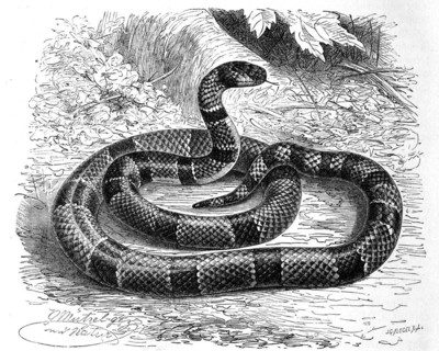 Reptiles