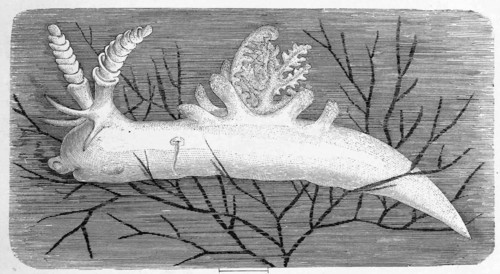 White slug