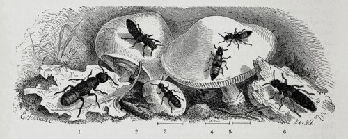 Insects