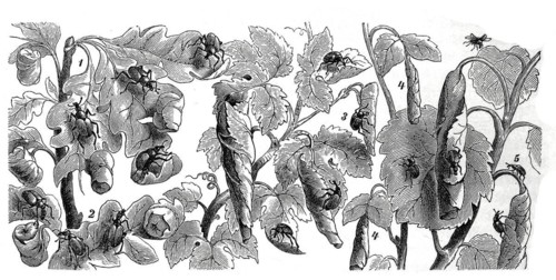 Insects
