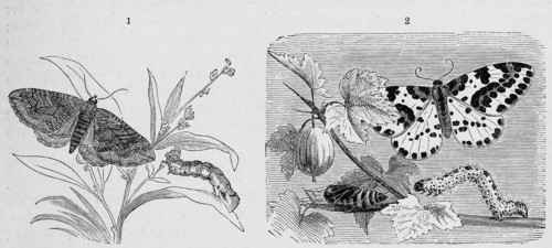 Insects