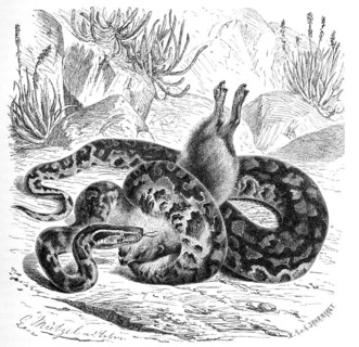 Reptiles