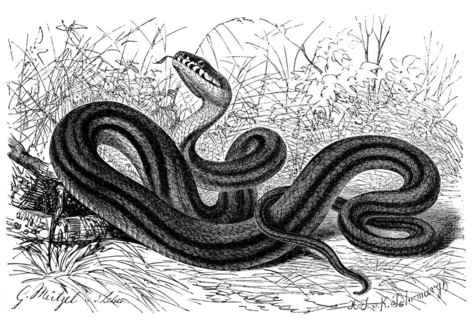 Reptiles