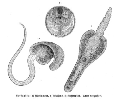 Cercariae