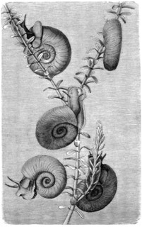 Great ramshorn