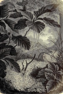 Insects