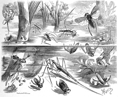 Insects