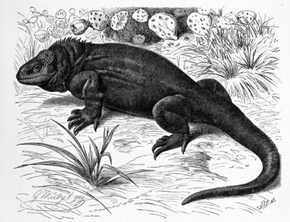 Galapagos land iguanas
