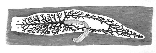 Outline of a dendrocoele