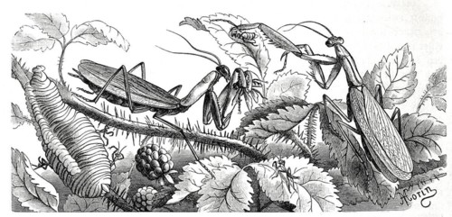 Insects