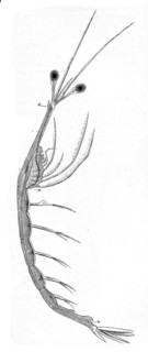 Luminous crab