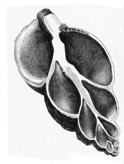 Common whelk